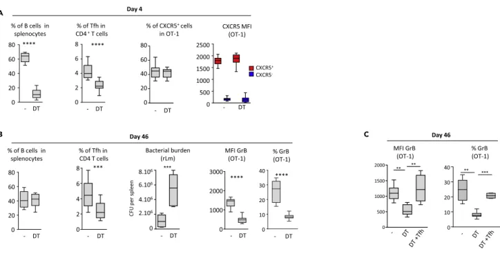 Figure 4. B Cells Help Generate Functional Memory CD8 + T Cells Indirectly, via Tfh