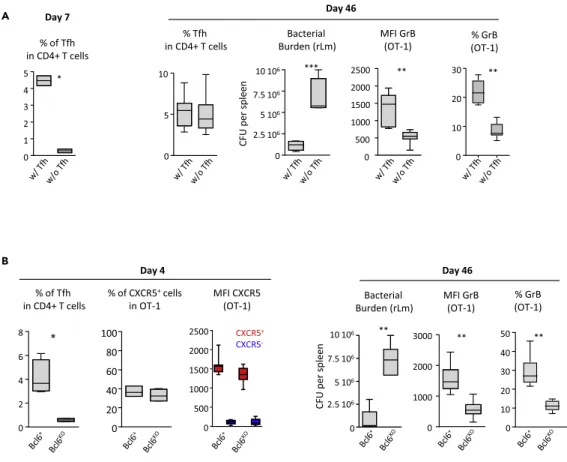 Figure 5. Tfh Are Required to Generate Functional CD8 Memory