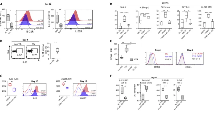 Figure 6. Tfh Provide Help through IL-21 and CD40 Ligation