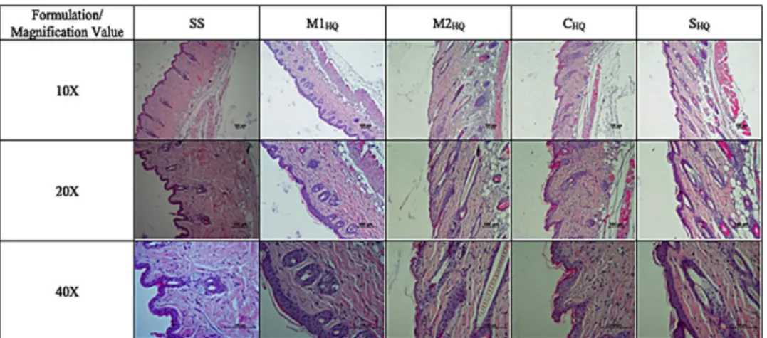 Figure 3. Formulation (SS, M1 HQ , M2 HQ , C HQ , S HQ ) applied mice skin.  10x, 20x, 40x (magnification value),  H&amp;E (Hematoxylene and Eosin)