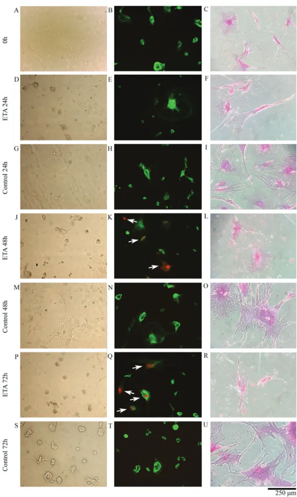 Figure 1. (A‑U) Photomicrographs of samples obtained using inverted light or fluorescence microscopes