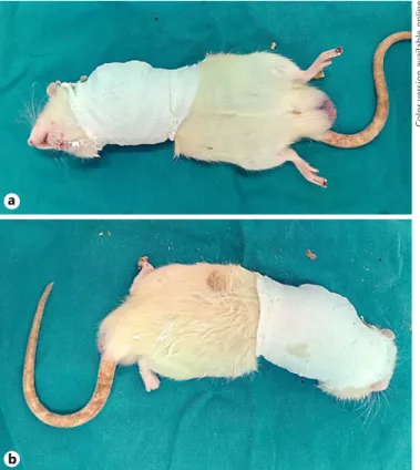 Fig. 1.  Immobilization of the shoulder in a rat model. Immobiliza- Immobiliza-tion was achieved by molding plaster around the left shoulder at  90° of internal rotation, after anesthesia.