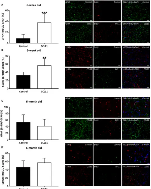Figure 5. CCL11 promotes post-stroke gliogenesis in adolescent mice. C57BL6 male mice were subjected to cerebral ischemia for 45 min followed by reperfusion for 28 d