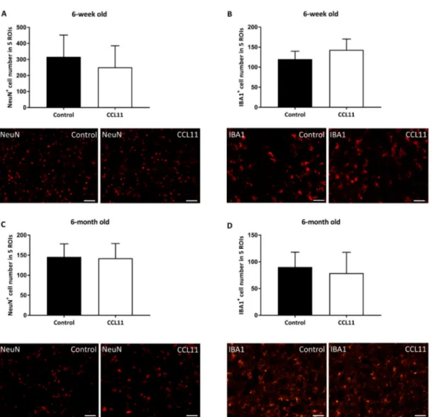Figure 3. CCL11 does not affect chronic ischemic brain injury. C57BL6 male mice were subjected to cerebral ischemia for 45 min followed by reperfusion for 28 d