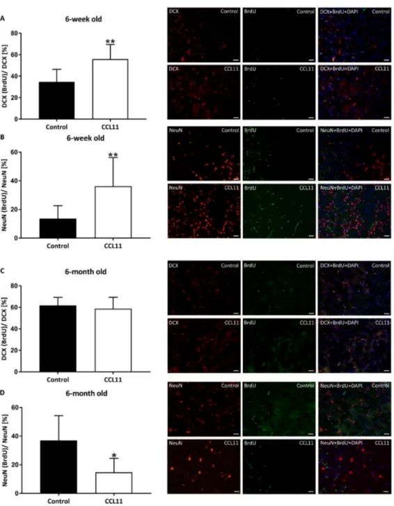 Figure 4. CCL11 differentially regulates post-stroke neurogenesis in adolescent and adult mice