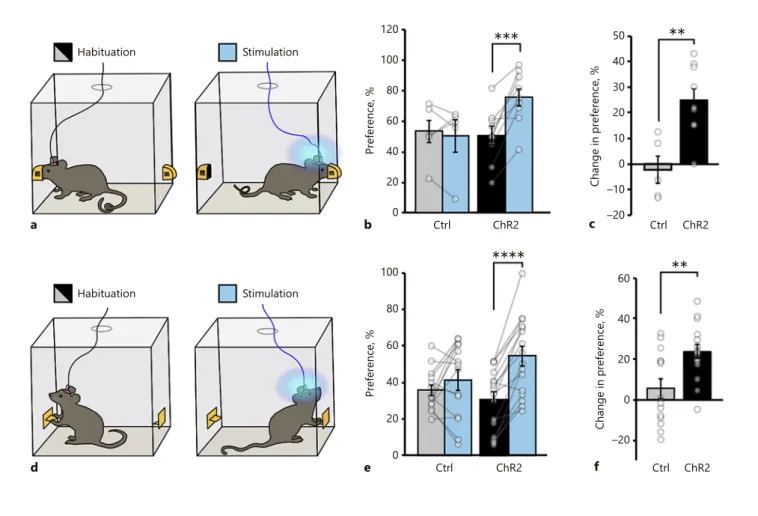 Fig. 6.  Activation of MCH neurons is sufficient for a reward even  in the absence of food consumption