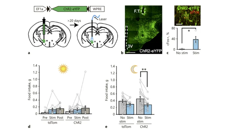 Fig. 2.  Optogenetic stimulation of MCH neurons does not increase  acute food intake.  a  Schematic representation of ChR2-eYFP  ex-pression in MCH neurons in Pmch-cre mice and their  photostim-ulation