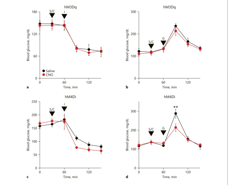 Fig. 3.  Effect of MCH neuron activity manipulations on glucose  homeostasis.  a  Insulin tolerance plot for MCH-specific  hM3Dq-mCherry-expressing mice (n = 9 hM3Dq mice, two-way ANOVA,  interaction F[5, 80] = 0.2218, p = 0.9522; effect of time, F[5, 80] 