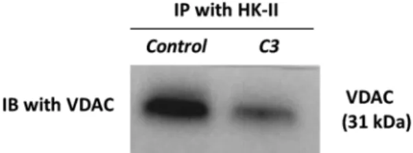 Fig. 5. HK-II bound VDAC expression in mitochondrial protein extracts of C3 and DMSO (control) treated A549 lung cancer cell line