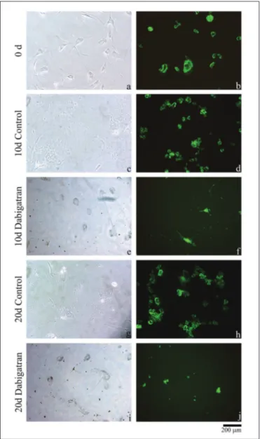 Figure 1: Inverted light microscope images of the non-drug- non-drug-administered control group samples “a”, on day 0; “c”, on day  10; and “g”, on day 20