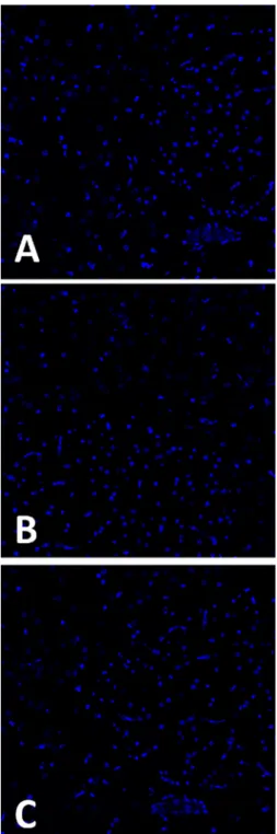Figure 12. Anti-JNK1 immünostaining. Saline (A), Sham (B) and US (C) groups respectively are stained with anti- JNK1 antibody.