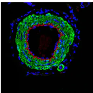 Figure 11. Anti-JNK1 immünostaining. For positive control of Anti-JNK1 antibody, blood vessel is stained