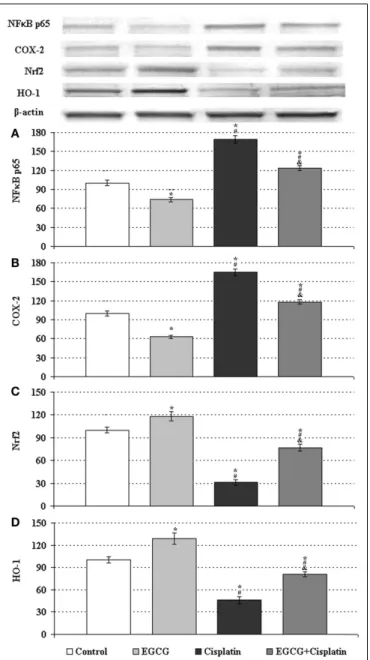 FIGURE 2 | Western blot analyses of NF-κB p65, COX-2, Nrf2, and HO-1 in HeLa cells. The intensity of the bands for expression of (A) NF-kB, (B) COX-2, (C) Nrf2, and (D) HO-1 in HeLa cells were quantified by the densitometric analysis