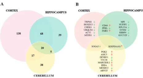 Fig. 1. Overview of protein expression profiles in cortex, hippocampus and cerebellum of newborn 5XFAD mice