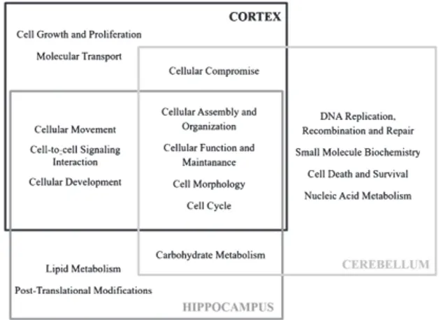 Fig. 3. Molecular and cellular functions associated to significantly altered proteins in newborn 5XFAD cortex, hippocampus and  cere-bellum according to IPA.