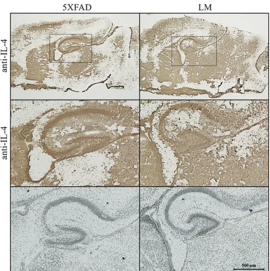 Fig. 6. Immunostaining. IL-4 staining of newborn sagittal brain sections of 5XFAD and LM mice