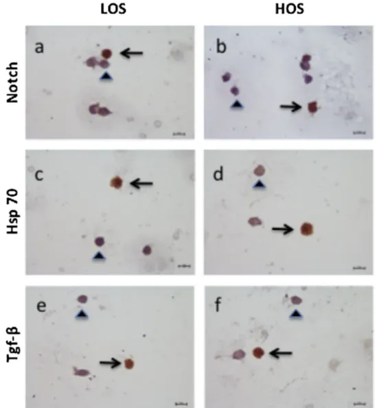 Fig. 2. Immunocytochemistry staining results for Notch1, Hsp70, and Tgf-β protein expressions in human mural granulosa cells of LOS and HOS groups (40X)