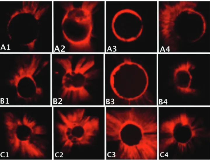 Figure 1 - Confocal laser scanning microscopy images showing A. apical, B. middle, C. coronal sections in groups 1 to 4 (left to right)