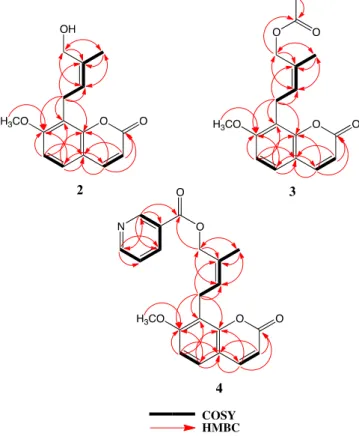 Figure 2. 2D-COSY and HMBC interactions of compounds 2, 3 and 4. 