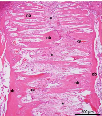 Figure 3. Photomicrographic display of a section in the expansion area of the control group