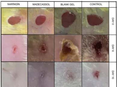 Figure 4. Effects of treatments on wound contraction. Photographic representation of contraction rate  on different days of groups