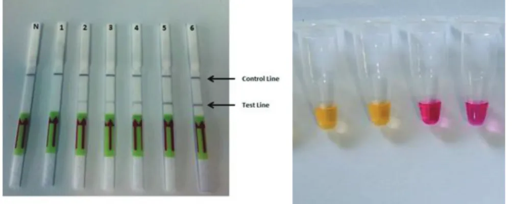 Figure 2. Visualization by lateral flow dipstick (a) and colorimetric method (b) of the  optimized LAMP assay