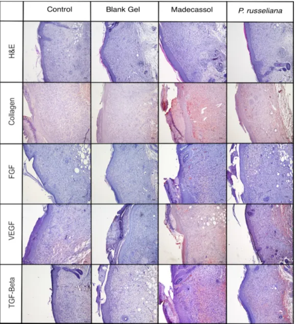 Figure 6. Histopathological view of injured tissues of the untreated (control), blank gel, extract gel,  and Madecassol groups on the 10th day after wound incision (magnification 10×)