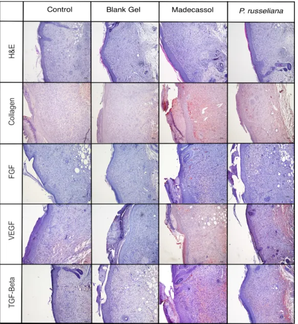 Figure 6. Histopathological view of injured tissues of the untreated (control), blank gel, extract gel,  and Madecassol groups on the 10th day after wound incision (magnification 10×)