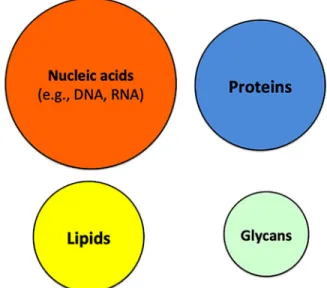 FIG. 3. The four building blocks of life. Nucleic acids and proteins are shown larger in the figure to underline the historically greater social constructivism enacted on and attention paid to these two molecules compared to, for  ex-ample, carbohydrates (