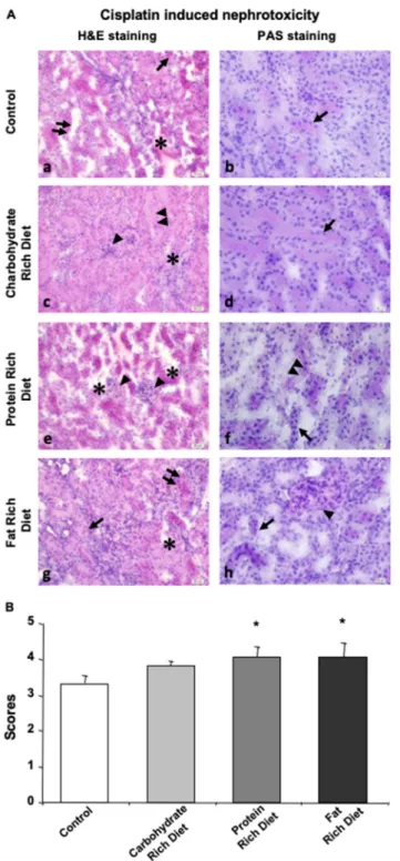 Figure 4. Dietary content determines the extend of CP-induced nephrotoxicity. Tissue of null diet  kidney