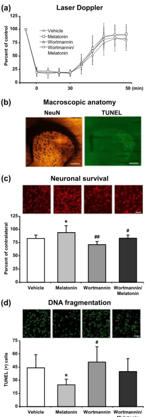 Figure 7.  Melatonin decreased disseminate neuronal injury and increased neuronal survival after focal cerebral  ischemia