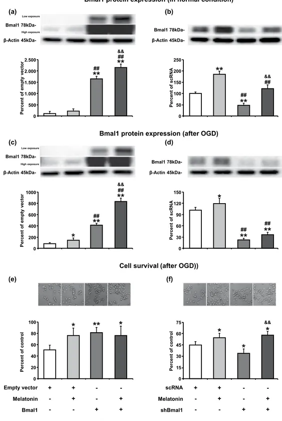 Figure 1.  Melatonin increases Bmal1 protein expression in normoxia and after oxygen-glucose deprivation