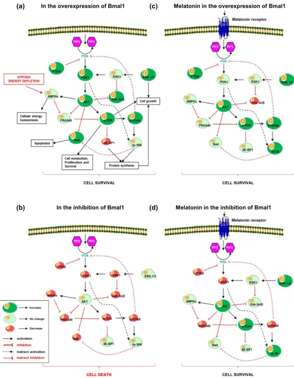 Figure 3.  Regulation of PI3K/AKT signaling pathways. PI3K/AKT is an intracellular signal transduction  pathway that is composed of a number of signaling molecules