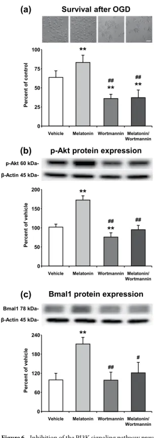 Figure 6.  Inhibition of the PI3K signaling pathway prevents melatonin mediated Bmal1 expression after in vitro  OGD