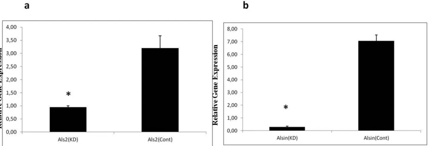Figure 1. Effect of Als2 silencing on Uxt expression in neuronal N2a (a) and C2C12 myoblast cell lines (b)