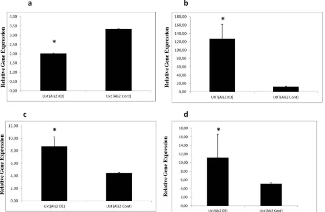 Figure 2.  Effect of Als2 silencing on Uxt expression in N2a cells (a) and in C2C12 myoblasts (b)