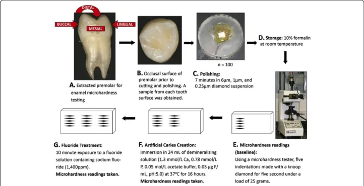 Figure 3 Enamel microhardness study design. Image above A depicts the five tooth surfaces upon which enamel microhardness was tested.