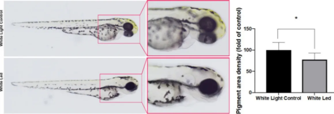 Figure 2.  Effects of White LED light pigmentation in zebrafish embryos. (A) Synchronized embryos (n = 20)  were exposed to White LED light and White light control