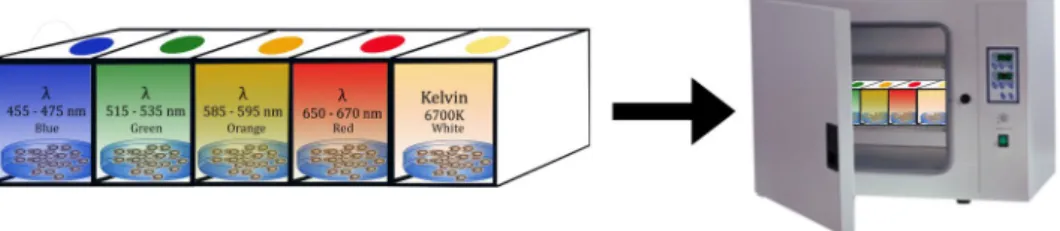 Figure 10.  The spectrums of the white light control and LED light groups.The range of light wavelengths that  they emit, measured in nanometres are given for the groups.