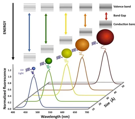 Fig. 3 Revealing a number of apparent differences among optical emissions of binary CdSe and ternary CdSeTe QDs at different sizes
