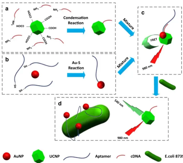 Fig. 4 Schematic illustration of UCNP-based FRET aptasensor for bac- bac-teria detection; (a) NH 2 -labeled cDNA of the aptamer is coupled to COOH-labeled UCNPs by condensation reaction; (b) Conjugation  be-tween thiolated aptamers and AuNPs through deprot