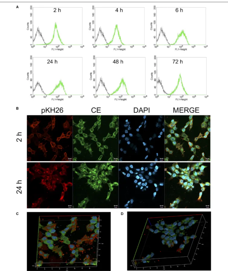 FIGURE 8 | (A) Cellular uptake of 25 µM CurcuEmulsome by HCT116 cells by flow cytometry