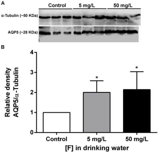 Fig 7. Effect of chronic exposure to F in Aqp5 expression in the submandibular glands of rats