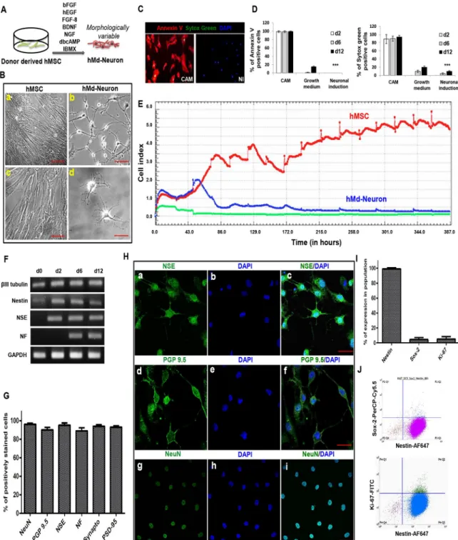 Fig 3. Bone marrow hMSCs from healthy donors differentiated into hMd-Neurons with phenotypical characteristics (A) Schematic representation of neuronal induction on bone marrow derived hMSCs from healthy donors