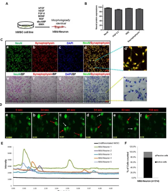 Fig 1. hMSC cell line from bone marrow has the ability to differentiate into spontaneously active neurons (A) Schematic representation of neuronal induction on hMSC cell line
