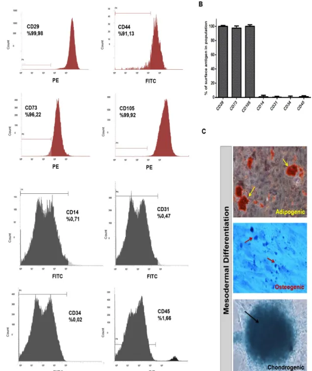 Fig 2. Isolated cells from bone marrow stroma of healthy donors display typical hMSC phenotype and mesodermal differentiation capacity (A, B) After isolation of human bone marrow cells from healthy donors, cells at passage 3 were analyzed by flow cytometry
