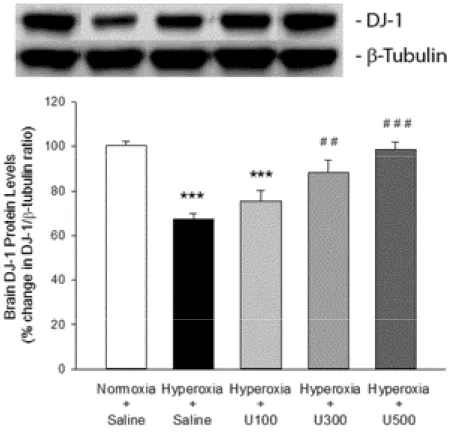 Figure 2. Levels of DJ-1 protein in brains of neonatal rats subjected to hyperoxic  damage