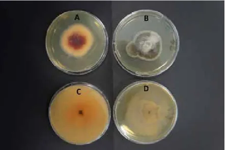 Figure 1 . Mycelial growth results of fungi in extract-treated media (A: F. muniliforme, B: A