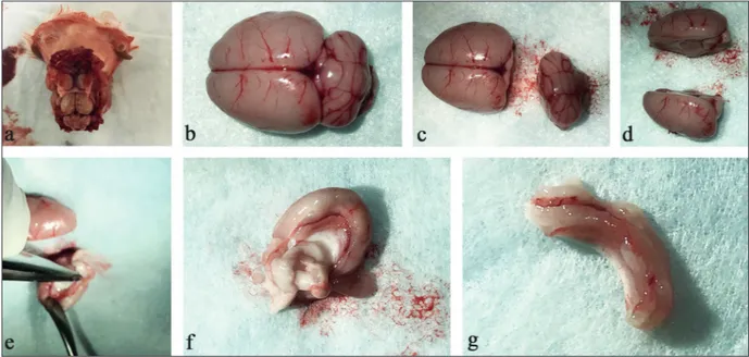 Figure 1. A, The cranial location of the cerebral tissue after the excision of the skin, subcutaneous tissue, and osseous tissue  covering the cranium