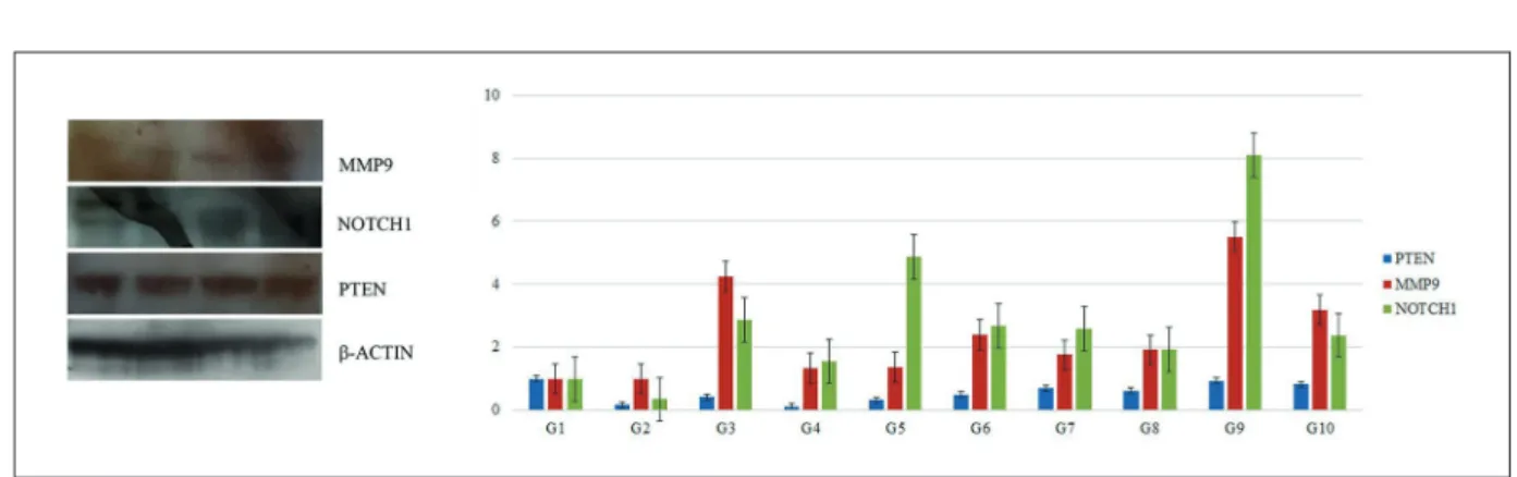Figure 2. Western blot analysis. In the study, a western blot analysis was performed at least three times for each of 10  experimental groups, with five samples from each group